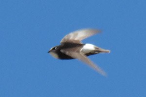One of about 25 Little Swifts - Apus affinis © John Muddeman